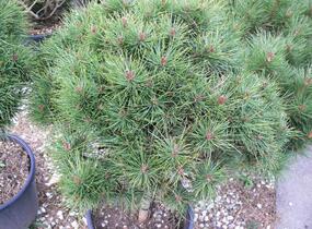 Borovice černá 'Bambino' - Pinus nigra 'Bambino'