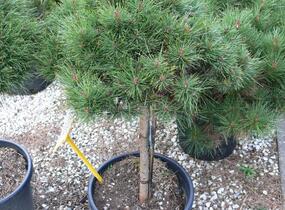 Borovice černá 'Bambino' - Pinus nigra 'Bambino'
