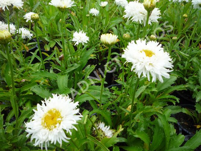 Kopretina největší 'Engelina' - Leucanthemum maximum 'Engelina'