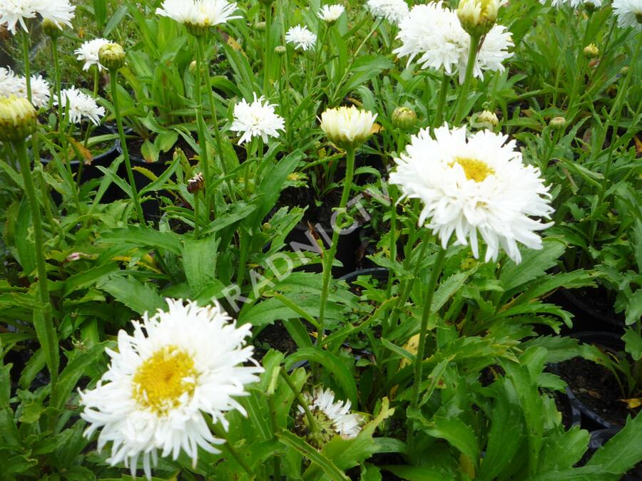 Kopretina největší 'Engelina' - Leucanthemum maximum 'Engelina'