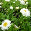 Kopretina největší 'Engelina' - Leucanthemum maximum 'Engelina'