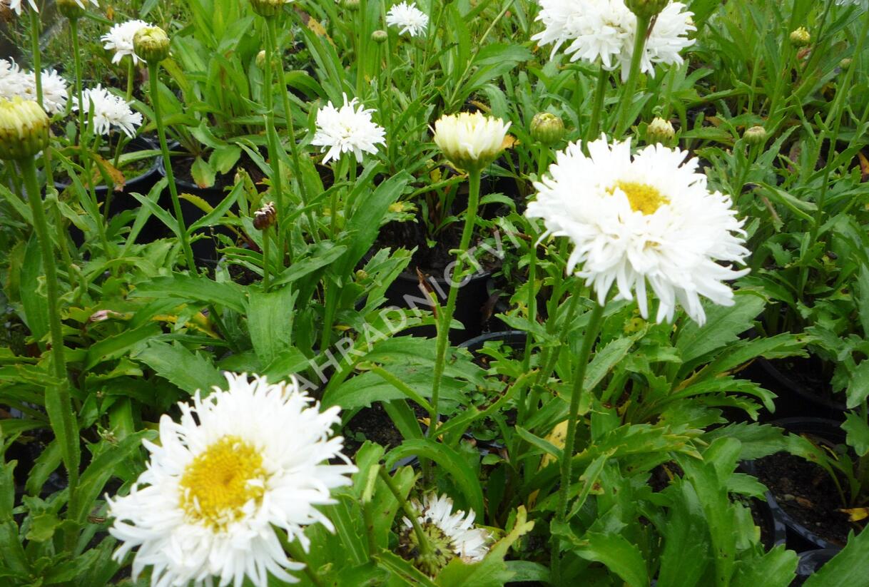Kopretina největší 'Engelina' - Leucanthemum maximum 'Engelina'