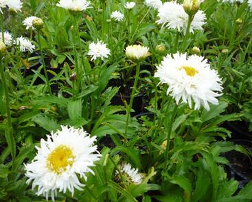 Kopretina největší 'Engelina'