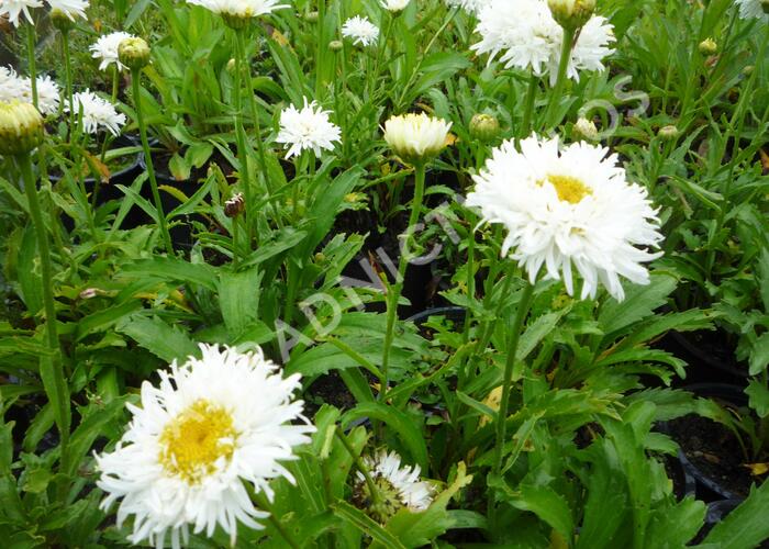 Kopretina největší 'Engelina' - Leucanthemum maximum 'Engelina'
