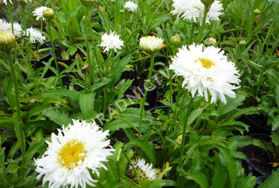 Kopretina největší 'Engelina' - Leucanthemum maximum 'Engelina'