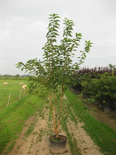 Střemcha Macckova 'Amber Beauty' - Prunus maackii 'Amber Beauty'