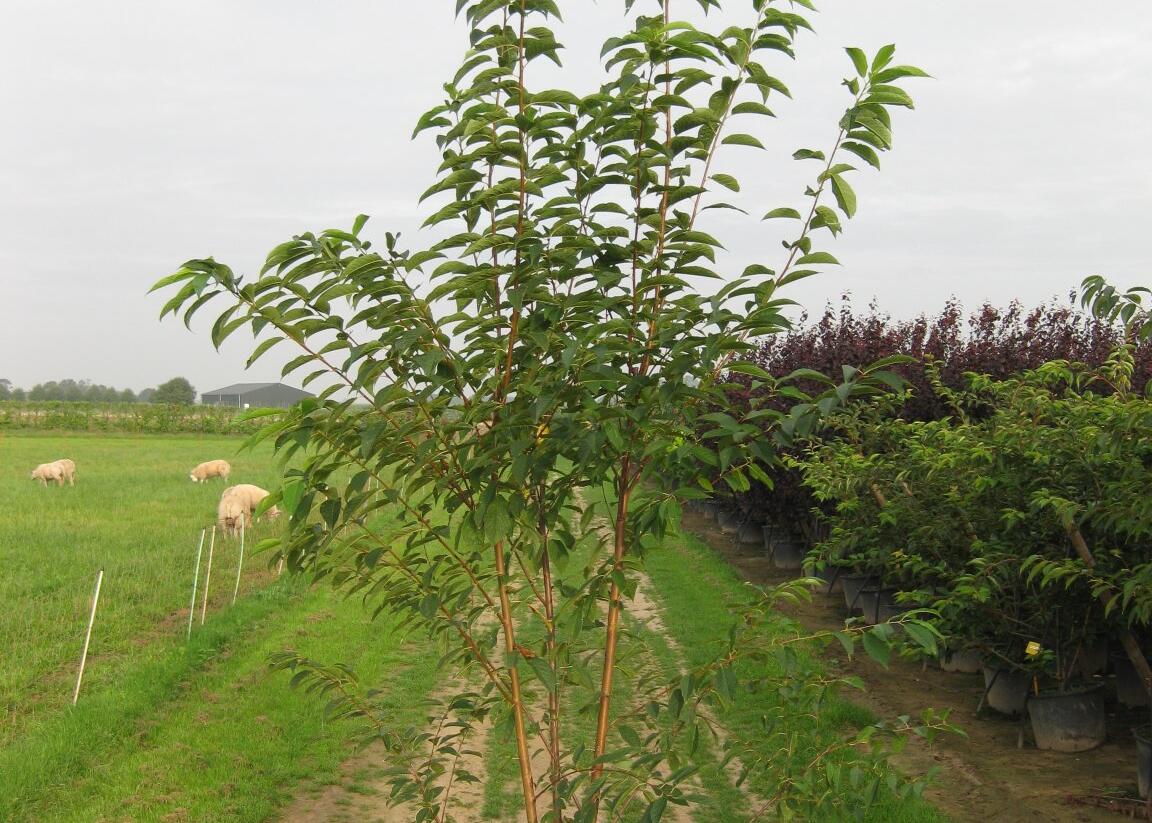 Střemcha Macckova 'Amber Beauty' - Prunus maackii 'Amber Beauty'