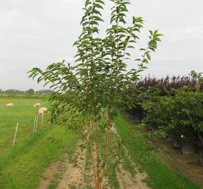Střemcha Macckova 'Amber Beauty' - Prunus maackii 'Amber Beauty'