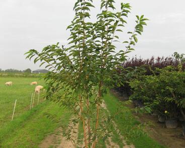 Střemcha Macckova 'Amber Beauty'