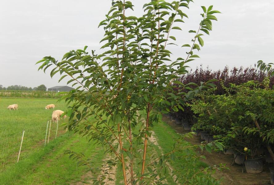 Střemcha Macckova 'Amber Beauty' - Prunus maackii 'Amber Beauty'