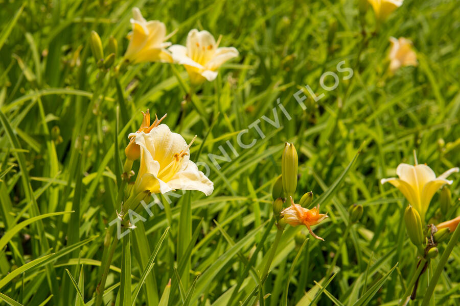 Denivka 'Longfields Pearl' - Hemerocallis 'Longfields Pearl'