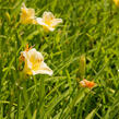 Denivka 'Longfields Pearl' - Hemerocallis 'Longfields Pearl'