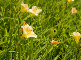 Denivka 'Longfields Pearl' - Hemerocallis 'Longfields Pearl'
