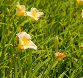 Denivka 'Longfields Pearl' - Hemerocallis 'Longfields Pearl'