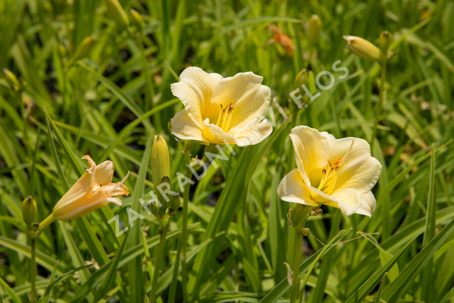 Denivka 'Longfields Pearl' - Hemerocallis 'Longfields Pearl'