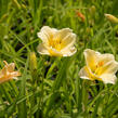 Denivka 'Longfields Pearl' - Hemerocallis 'Longfields Pearl'