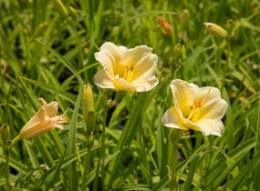 Denivka 'Longfields Pearl' - Hemerocallis 'Longfields Pearl'