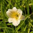 Denivka 'Longfields Pearl' - Hemerocallis 'Longfields Pearl'