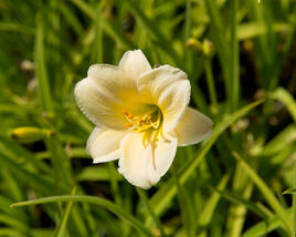 Denivka 'Longfields Pearl'