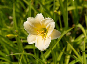Denivka 'Longfields Pearl' - Hemerocallis 'Longfields Pearl'