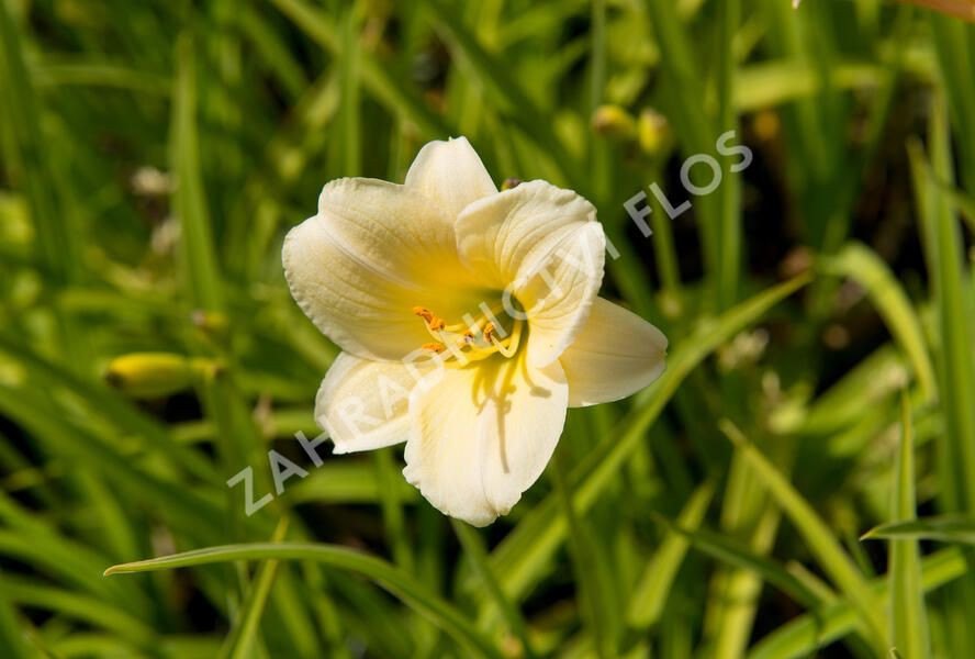 Denivka 'Longfields Pearl' - Hemerocallis 'Longfields Pearl'