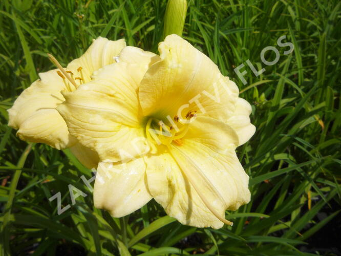 Denivka 'Longfields Pearl' - Hemerocallis 'Longfields Pearl'