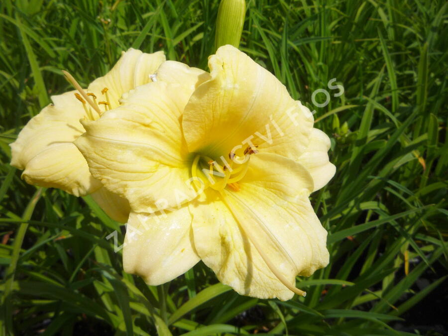 Denivka 'Longfields Pearl' - Hemerocallis 'Longfields Pearl'