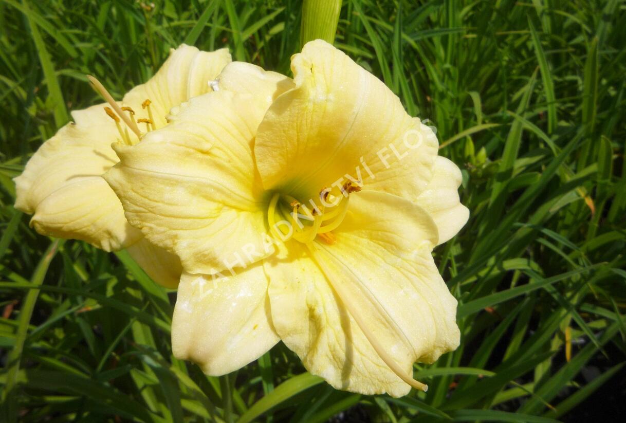 Denivka 'Longfields Pearl' - Hemerocallis 'Longfields Pearl'