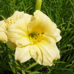 Denivka 'Longfields Pearl' - Hemerocallis 'Longfields Pearl'
