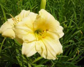 Denivka 'Longfields Pearl'