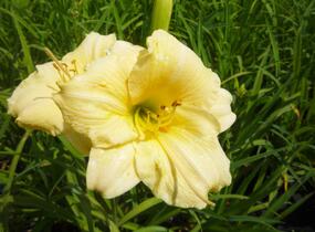 Denivka 'Longfields Pearl' - Hemerocallis 'Longfields Pearl'