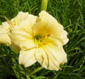 Denivka 'Longfields Pearl' - Hemerocallis 'Longfields Pearl'