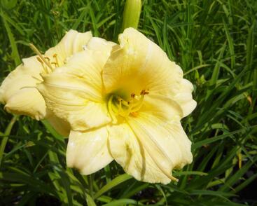 Denivka 'Longfields Pearl'