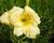 Denivka 'Longfields Pearl'