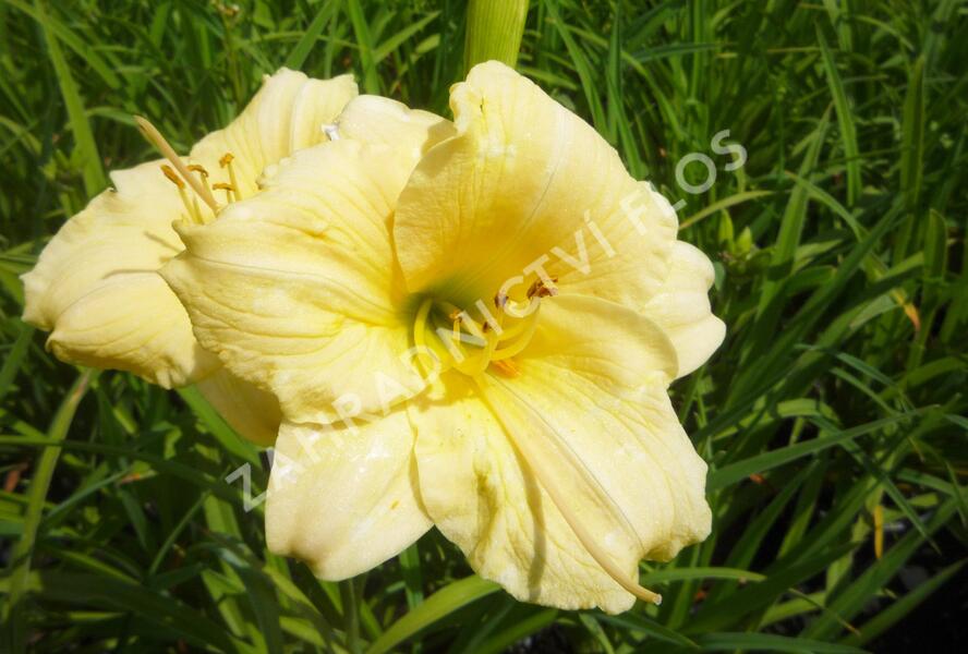 Denivka 'Longfields Pearl' - Hemerocallis 'Longfields Pearl'