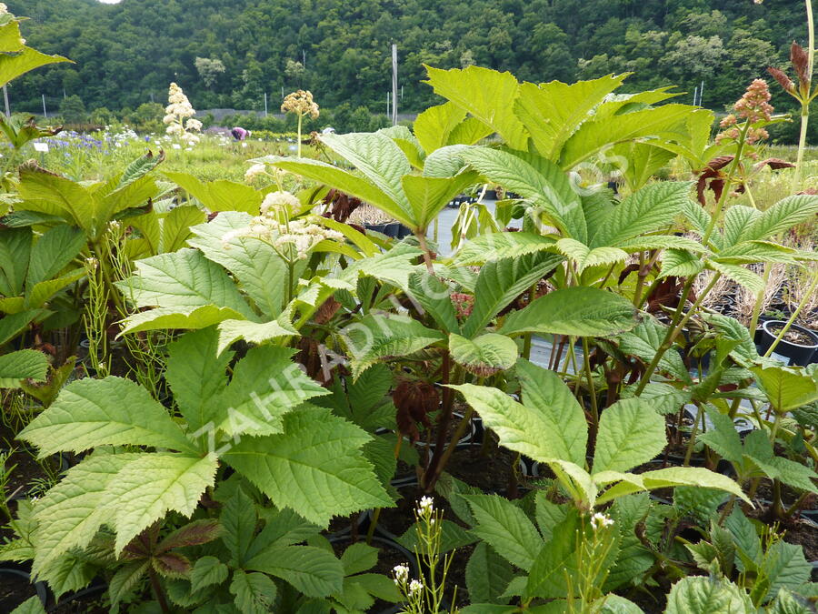 Rodgersie jírovcová - Rodgersia aesculifolia