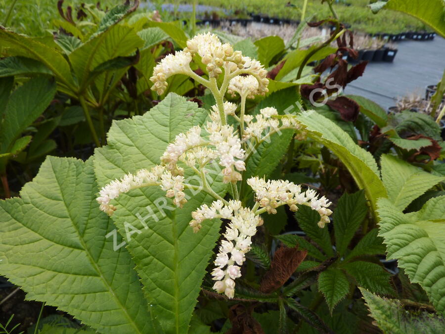 Rodgersie jírovcová - Rodgersia aesculifolia