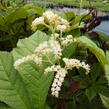 Rodgersie jírovcová - Rodgersia aesculifolia