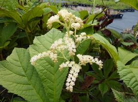 Rodgersie jírovcová - Rodgersia aesculifolia