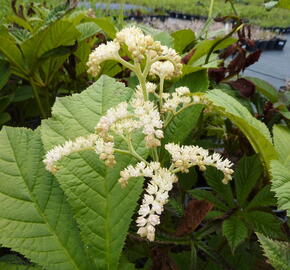 Rodgersie jírovcová - Rodgersia aesculifolia