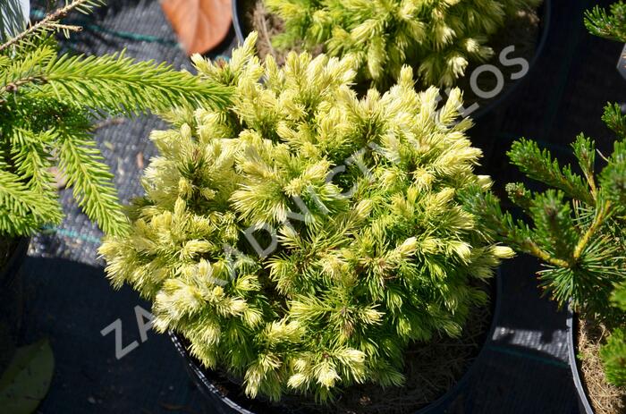 Smrk sivý 'Jalako Gold' - Picea glauca 'Jalako Gold'