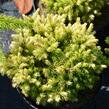 Smrk sivý 'Jalako Gold' - Picea glauca 'Jalako Gold'
