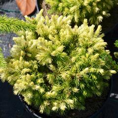 Smrk sivý 'Jalako Gold' - Picea glauca 'Jalako Gold'