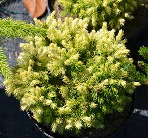 Smrk sivý 'Jalako Gold' - Picea glauca 'Jalako Gold'