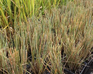 Ovsíř stálezelený 'Pendula'