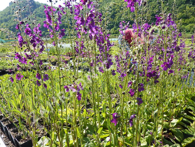 Divizna brunátná 'Violetta' - Verbascum phoeniceum 'Violetta'