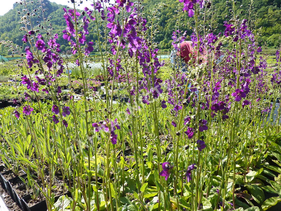 Divizna brunátná 'Violetta' - Verbascum phoeniceum 'Violetta'