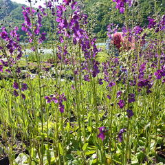 Divizna brunátná 'Violetta' - Verbascum phoeniceum 'Violetta'