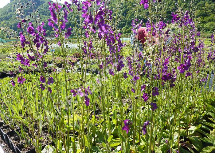 Divizna brunátná 'Violetta' - Verbascum phoeniceum 'Violetta'