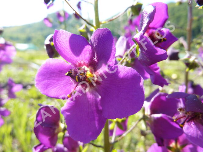 Divizna brunátná 'Violetta' - Verbascum phoeniceum 'Violetta'